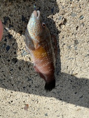 Pseudolabrus sieboldi