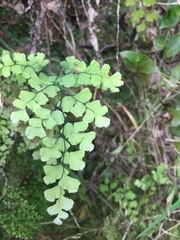 Adiantum capillus-veneris