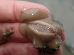 Stylochoidea