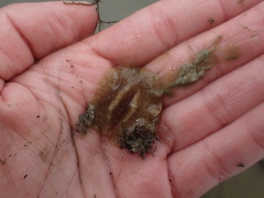 Stylochoidea