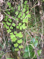 Adiantum capillus-veneris