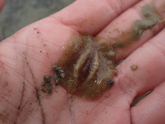 Stylochoidea