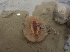 Stylochoidea