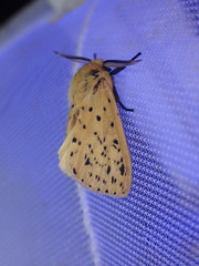 Eyralpenus testaceus