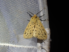 Eyralpenus testaceus