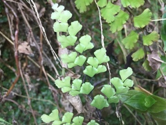 Adiantum capillus-veneris