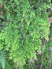Adiantum raddianum