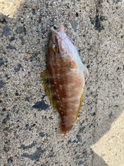 Pseudolabrus sieboldi