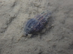 Neoguraleus lyallensis