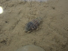 Neoguraleus lyallensis