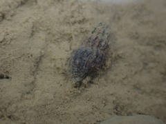 Neoguraleus lyallensis