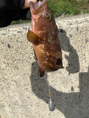Epinephelus akaara