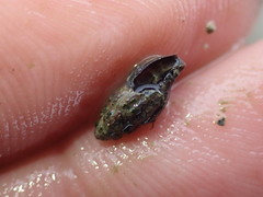 Neoguraleus lyallensis