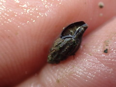 Neoguraleus lyallensis