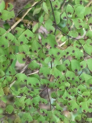 Adiantum raddianum