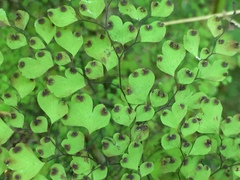 Adiantum raddianum