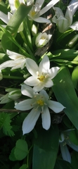 Ornithogalum lanceolatum