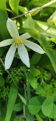 Ornithogalum lanceolatum