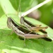 Spine-kneed Grasshopper - Photo (c) Joshua Wong, some rights reserved (CC BY-NC), uploaded by Joshua Wong