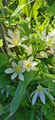 Ornithogalum lanceolatum