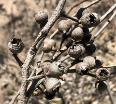 Eucalyptus arenacea