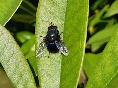 Calliphora quadrimaculata