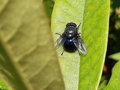 Calliphora quadrimaculata