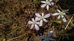Brodiaea nana