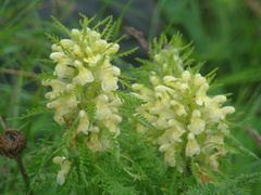 Pedicularis foliosa