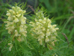 Pedicularis foliosa