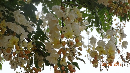 Cassia × nealiae