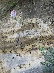 Linaria purpurea