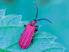 Benibotarus taygetanus