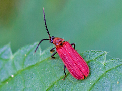 Benibotarus taygetanus