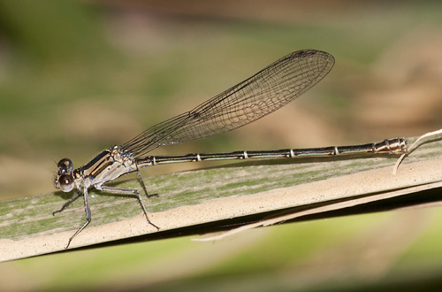 Dusky Dancer