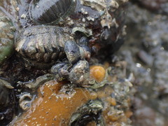 Micrelenchus huttonii