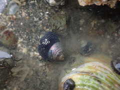 Micrelenchus huttonii