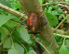 Tessaratomidae