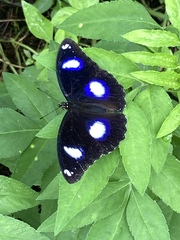 Hypolimnas bolina bolina