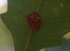 Andricus nigricens
