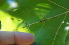 Contarinia