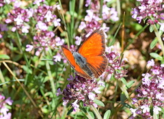 Lycaena candens