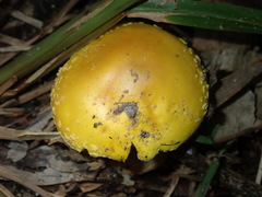 Amanita flavella
