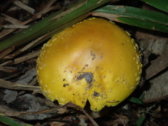 Amanita flavella
