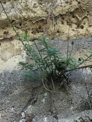 Linaria purpurea