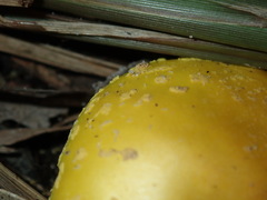 Amanita flavella