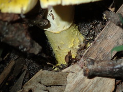 Amanita flavella