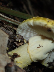 Amanita flavella