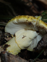 Amanita flavella