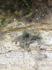 Linaria purpurea